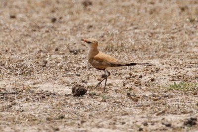 Australian Pratincole (Stiltia isabella)