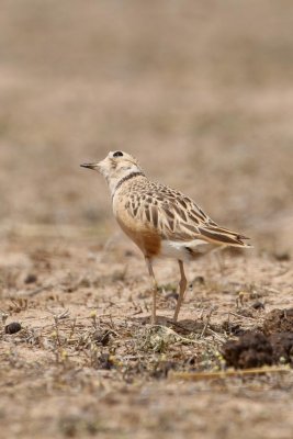 Inland Dotterel _MG_0865.jpg