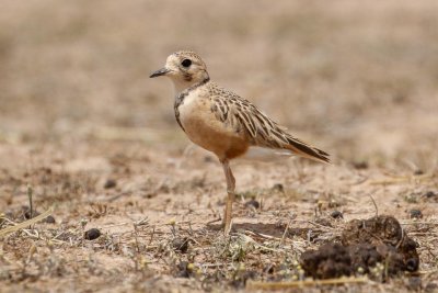 Inland Dotterel _MG_0882.jpg