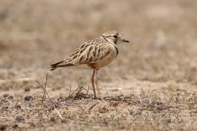 Inland Dotterel _MG_0888.jpg