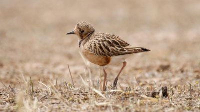 Inland Dotterel _MG_0908.jpg