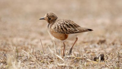 Inland Dotterel _MG_0909.jpg