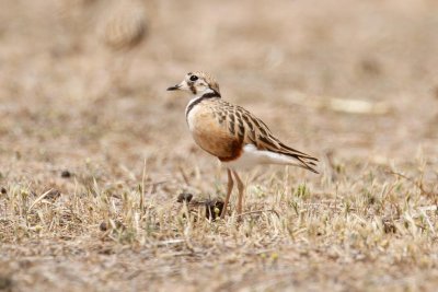 Inland Dotterel _MG_0930.jpg