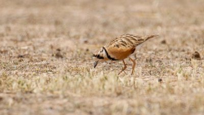 Inland Dotterel _MG_0951.jpg