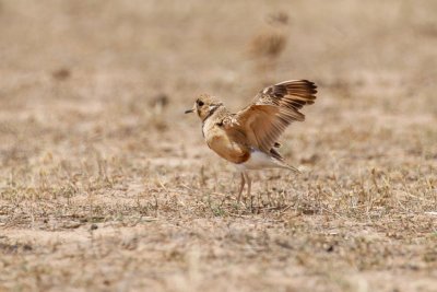 Inland Dotterel (Peltohyas australis)