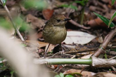 pb Atherton Scrubwren _MG_2811.jpg