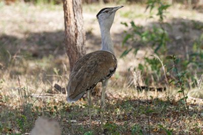 pb Australian Bustard _MG_2585.jpg