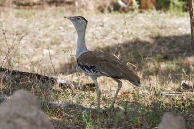 pb Australian Bustard _MG_2593.jpg