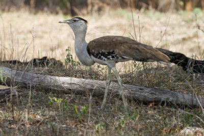 pb Australian Bustard _MG_2603.jpg