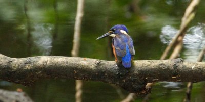 pb Azure Kingfisher _MG_2399-2.jpg