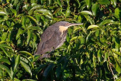 pb Black Bittern _MG_4110.jpg