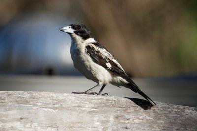 pb Black-backed Butcherbird _MG_3365.jpg