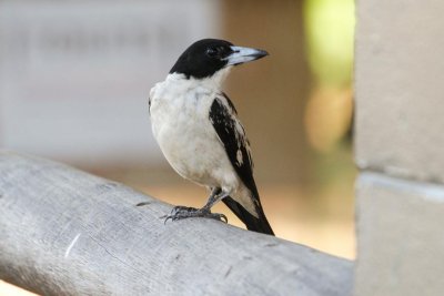 pb Black-backed Butcherbird _MG_3376.jpg