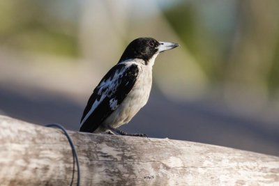 pb Black-backed Butcherbird _MG_3389.jpg