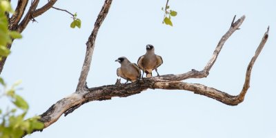 pb Black-faced Woodswallow _MG_5027-2.jpg