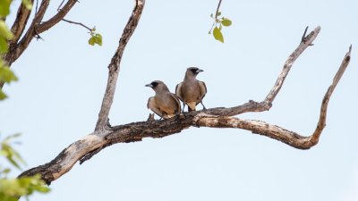 pb Black-faced Woodswallow _MG_5034-3.jpg