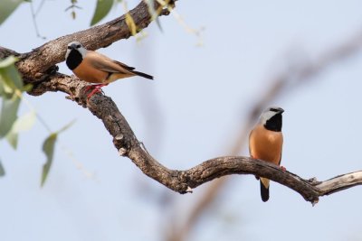 pb Black-throated Finch _MG_5349.jpg