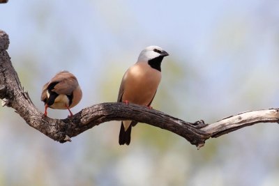 pb Black-throated Finch _MG_5381.jpg