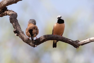 pb Black-throated Finch _MG_5383.jpg