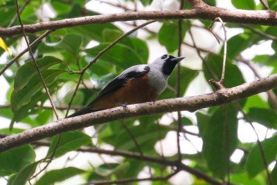 pb Black-winged Monarch _MG_3034.jpg