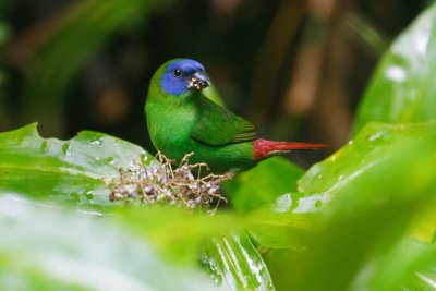 pb Blue-faced Parrotfinch _MG_2719.jpg