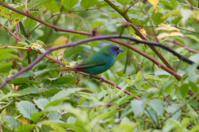 pb Blue-faced Parrotfinch _MG_2874.jpg