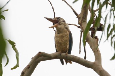 pb Blue-winged Kookaburra _MG_2304.jpg