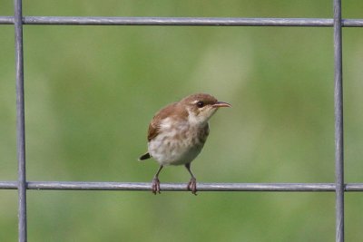 pb Brown-backed Honeyeater _MG_4049.jpg