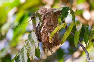 pb Brown-backed Honeyeater _MG_4664.jpg