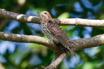 pb Brush Cuckoo _MG_4619.jpg