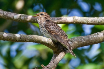 pb Brush Cuckoo _MG_4623.jpg