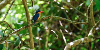 pb Buff-breasted Paradise Kingfisher _MG_2420-3.jpg