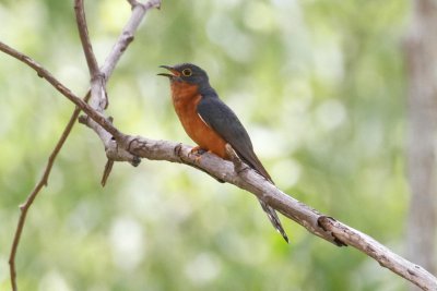 pb Chestnut-breasted Cuckoo _MG_3121.jpg