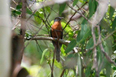 pb Chestnut-breasted Cuckoo _MG_3124.jpg