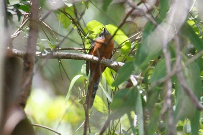 pb Chestnut-breasted Cuckoo _MG_3132.jpg