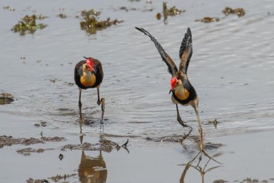 pb Comb-crested Jacana _MG_3227.jpg