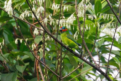 pb Double-eyed Fig Parrot _MG_4208.jpg