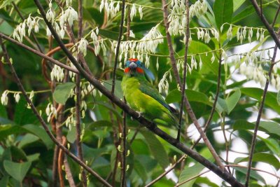 pb Double-eyed Fig Parrot _MG_4211.jpg