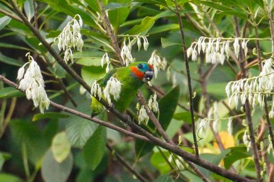 pb Double-eyed Fig Parrot _MG_4239.jpg