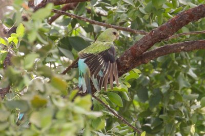 pb Golden-shouldered Parrot _MG_3421.jpg