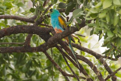 pb Golden-shouldered Parrot _MG_3449.jpg