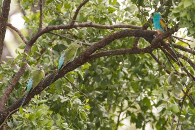 pb Golden-shouldered Parrot _MG_3492.jpg