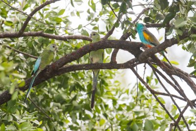 pb Golden-shouldered Parrot _MG_3524.jpg