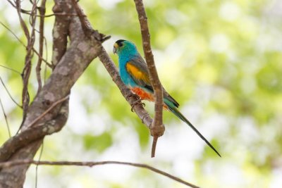 pb Golden-shouldered Parrot _MG_3628.jpg