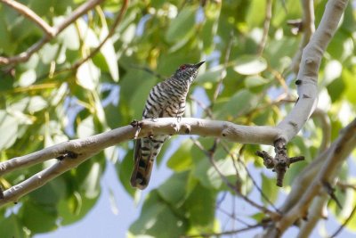 pb Gould's Bronze Cuckoo _MG_2992.jpg