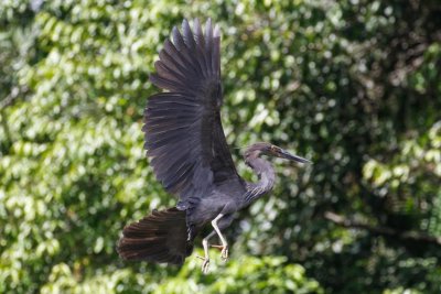 pb Great-billed Heron _MG_4301.jpg