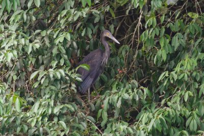 pb Great-billed Heron _MG_4331.jpg