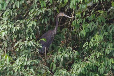 pb Great-billed Heron _MG_4335.jpg