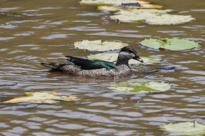 pb Green Pygmy Goose _MG_3169.jpg