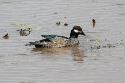 pb Green Pygmy Goose _MG_3217.jpg